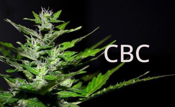 cbc