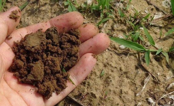 Formula 500 and 501 to grow the best cannabis plants