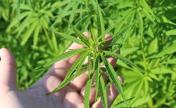 Hemp, much more than a plant
