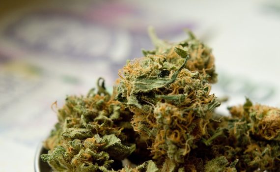 Calaveras County is Reconsidering Commercial Ban after virulently denying the plant