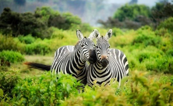 Cannabis in Kenya